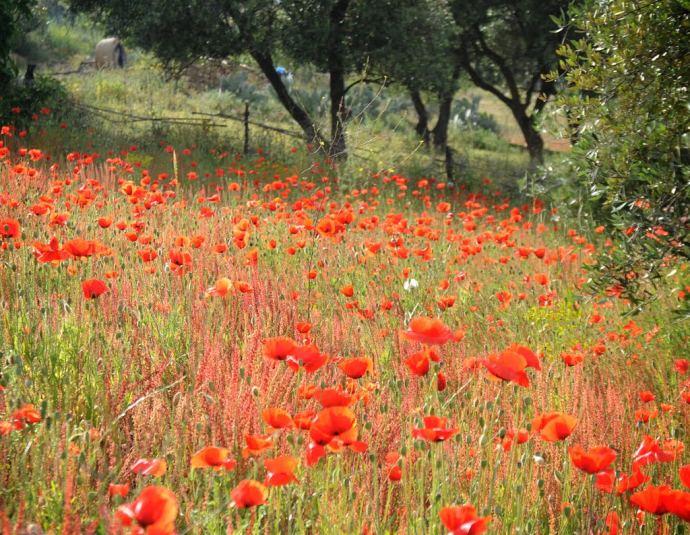 &copy; panoramio / Laszlo Koza, http://www.panoramio.com/user/2653600