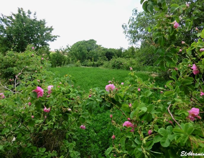 &copy; panoramio / elakramine, http://www.panoramio.com/user/831427