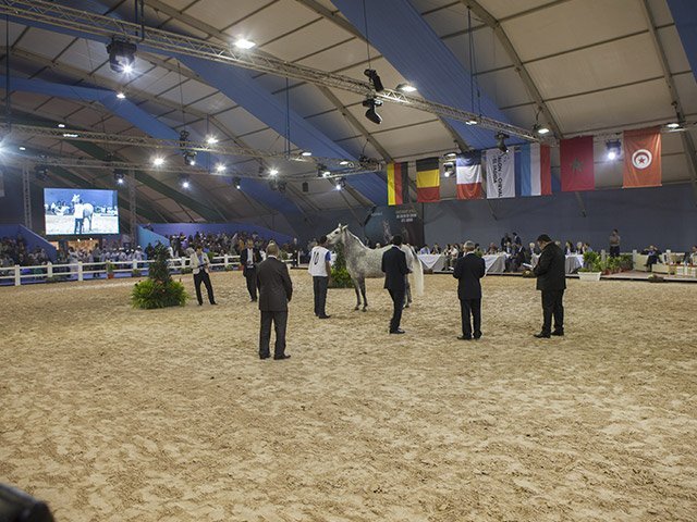 &copy; Salon du Cheval / Association du Salon du Cheval