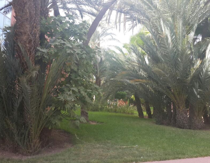 Faculty of Medicine and Pharmacy in Marrakech