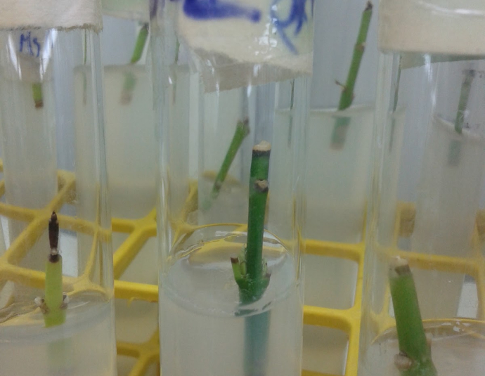 كلية علوم وتقنيات گليز