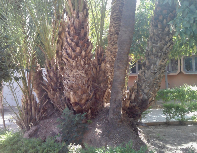 National School of Commerce and Management