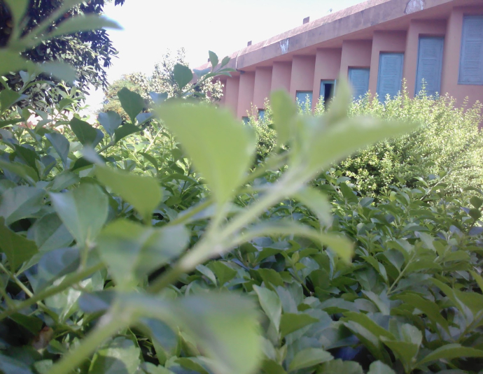 National School of Commerce and Management