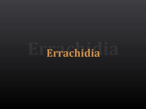 Errachidia
