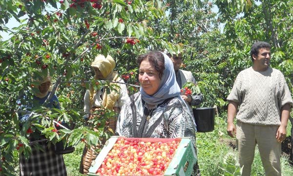 La cerise au service du développement local