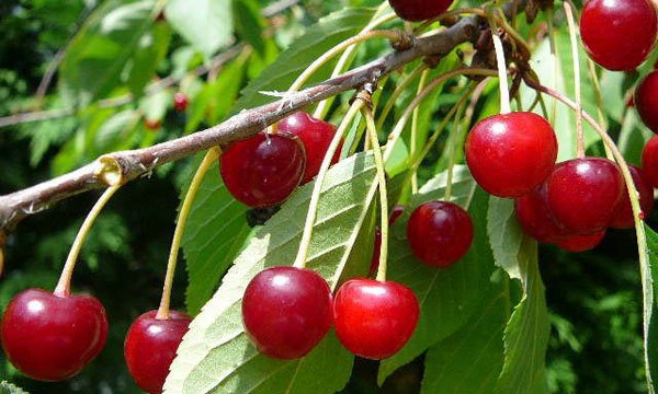La cerise de Aïn Leuh en quête de valorisation