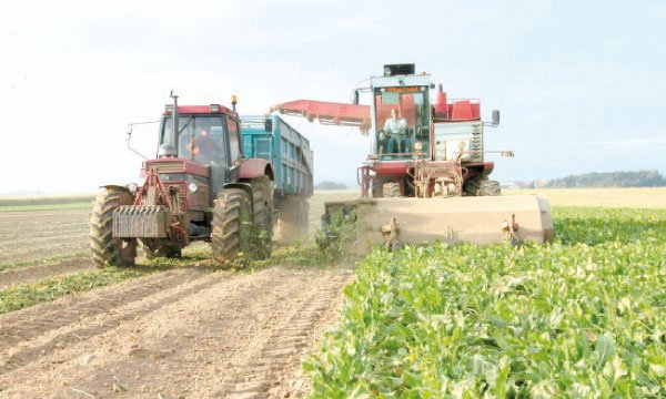 Une production record de betterave à sucre