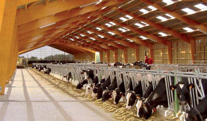 ONSSA reports cases of foot-and-mouth disease in a farm in Sidi Bennour