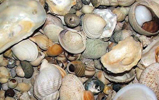 Boujdour : Interdiction de la récolte et de la commercialisation des coquillages de la zone Lakraâ