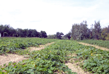 Plan Vert provincial pour redynamiser le secteur agricole