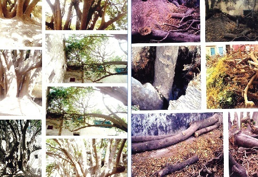 Crime écologique à Essaouira : Un arbre séculaire massacré 