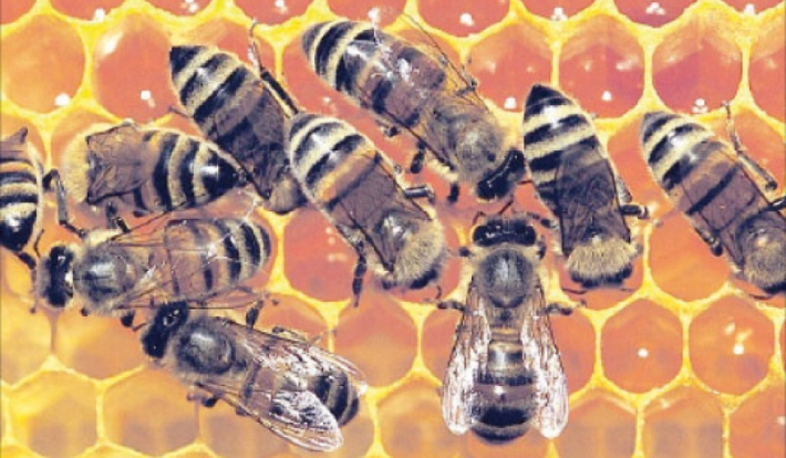 Valorisation de l’apiculture et de ses bienfaits thérapeutiques