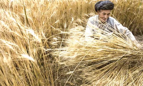 La production céréalière estimée à 303.500 tonnes