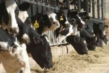 137,000 quintals of livestock feed made available to breeders