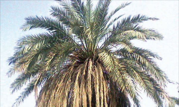 Les palmiers en péril
