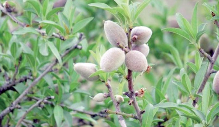 6th edition of the Almond Blossom Festival