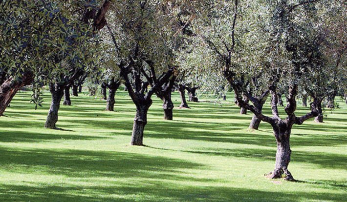 La valorisation de la production oléicole au centre du Festival des olives